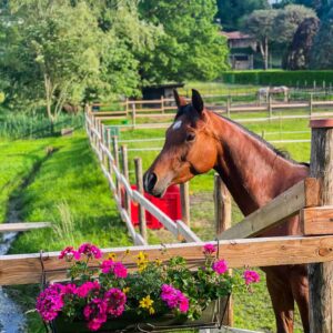 passeggiata a cavallo milano