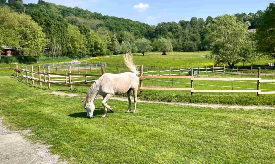 ranch cavalli